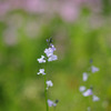 あぜ道の花２