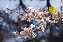 川辺の桜