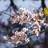 川辺の桜