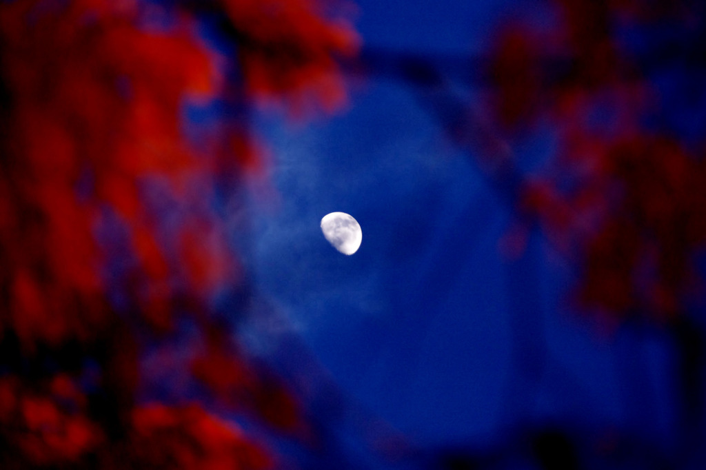 月と紅葉