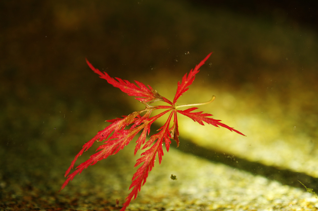 手水舎に浮かぶ