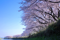 五条川の桜並木