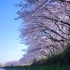 五条川の桜並木