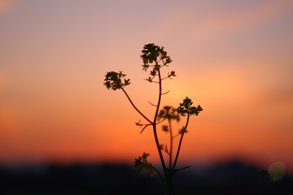 夕焼けと菜の花