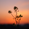 夕焼けと菜の花