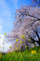 春の空