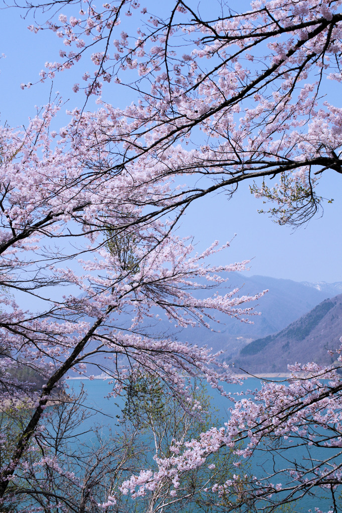 御母衣湖と桜