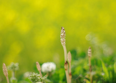 菜の花のつくし