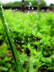 雨をキャッチ