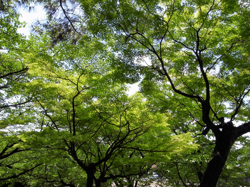 公園の新緑