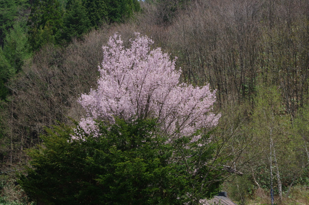 せせらぎ街道の桜