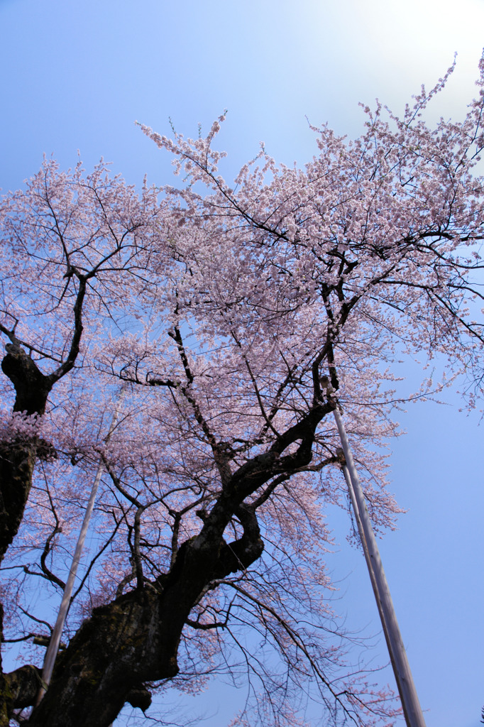 荘川桜