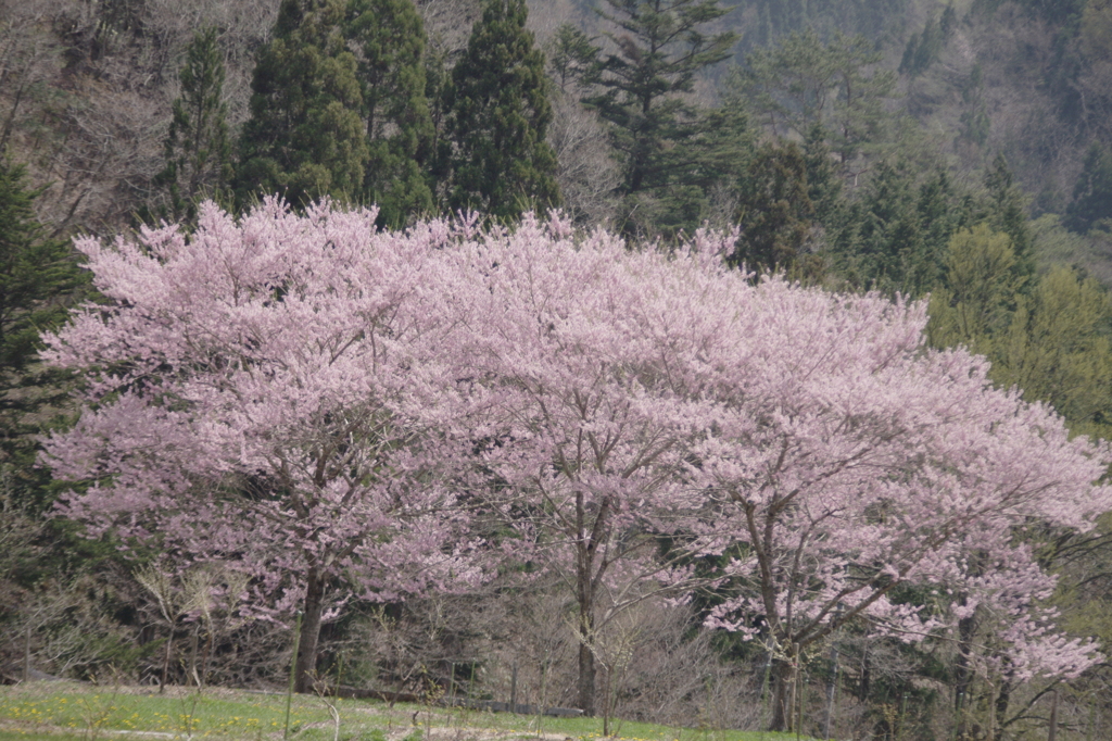 せせらぎ街道沿いの桜