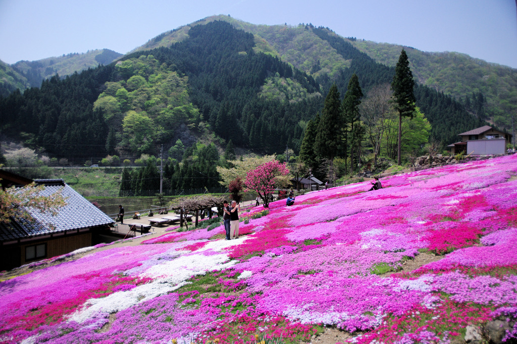 國田家の芝桜