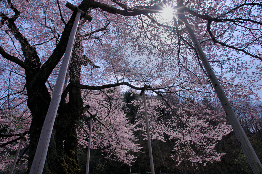 荘川桜