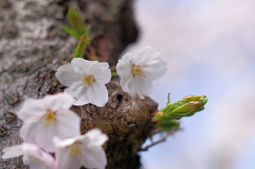 新芽