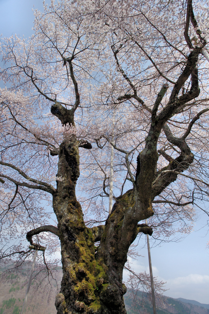 荘川桜