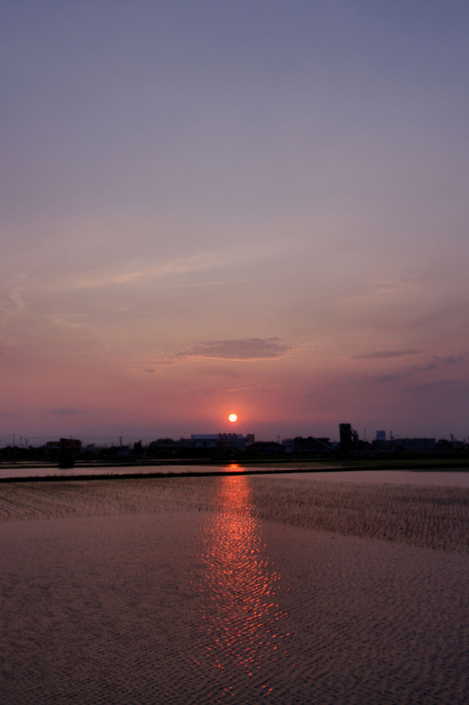 水田と夕日