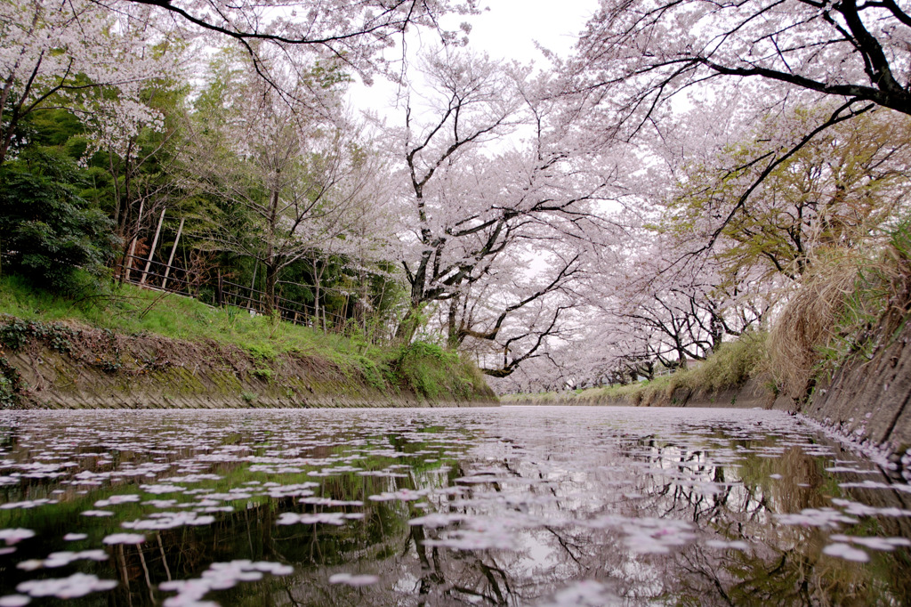 川面に映える