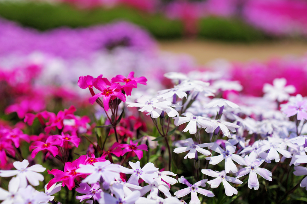 國田家の芝桜