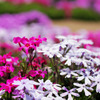 國田家の芝桜
