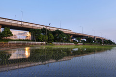 水田と高速道路