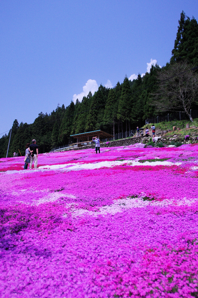 國田家の芝桜