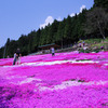 國田家の芝桜