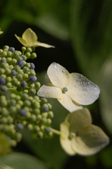 紫陽花