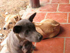 ベトナムの犬 5匹目と6匹目