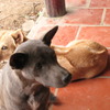 ベトナムの犬 5匹目と6匹目