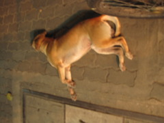タイの犬 3匹目
