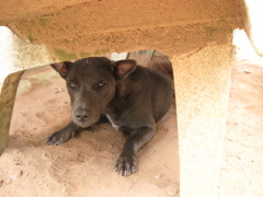 ベトナムの犬 5匹目