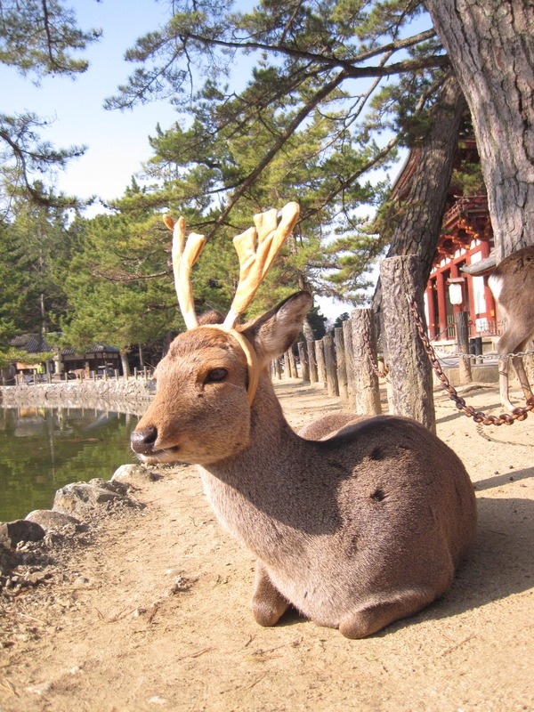 コスプレイヤー