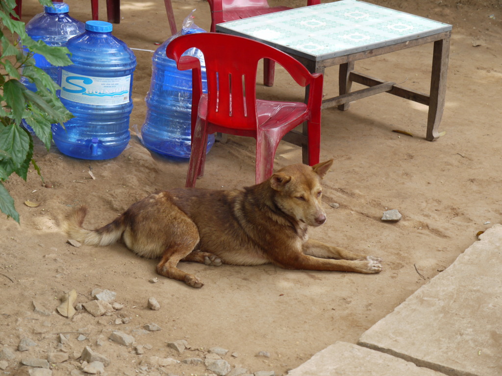 ベトナムの犬 10匹目