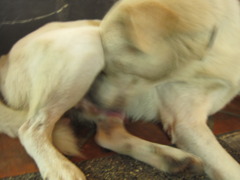 タイの犬