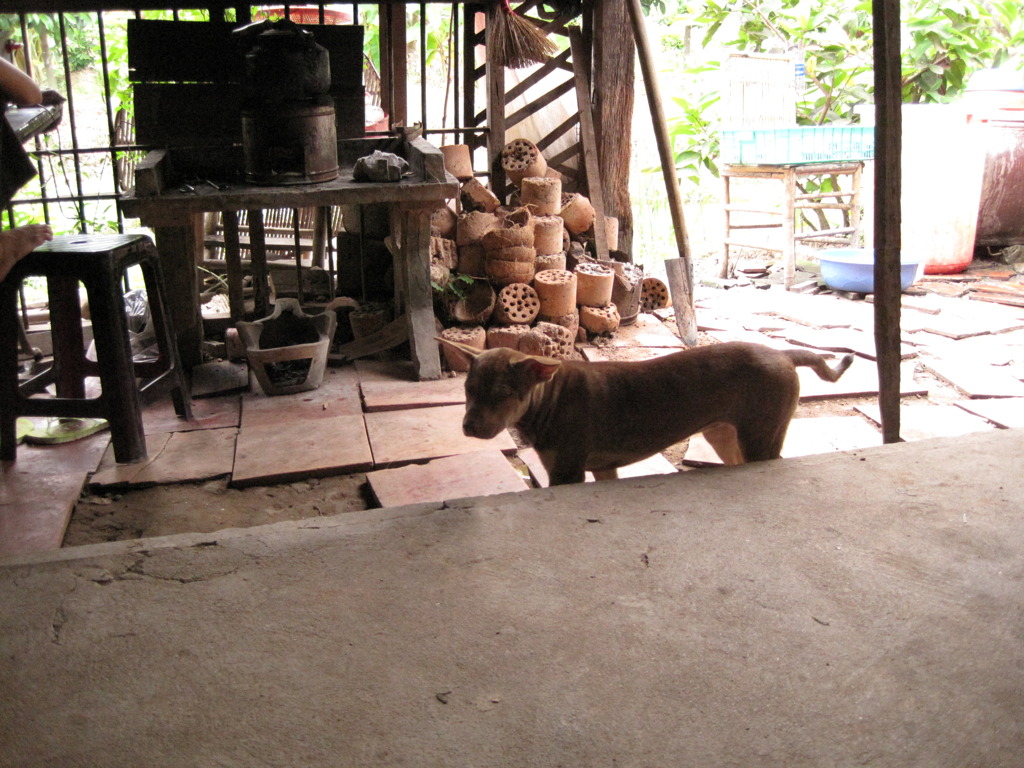 ベトナムの犬 8匹目