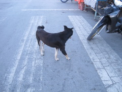 タイの犬 7匹目