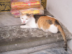 タイの猫 2匹目