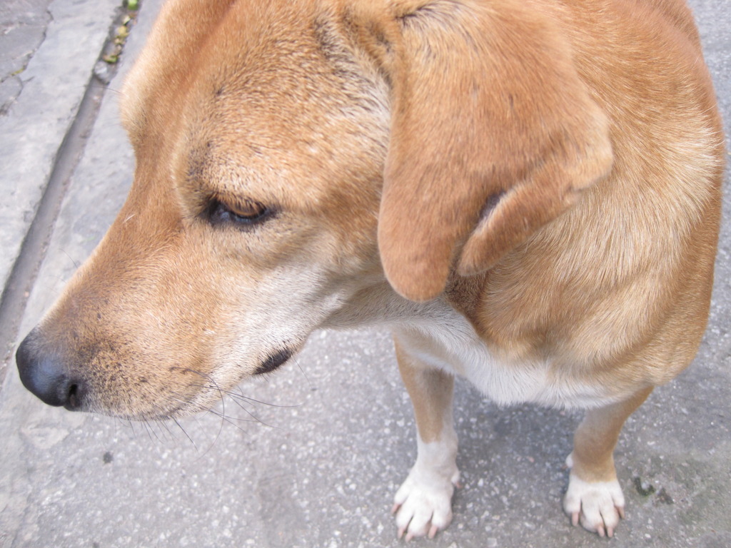 タイの犬 4匹目