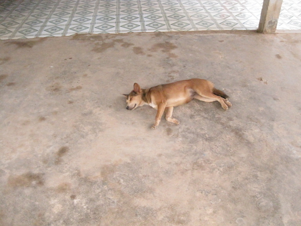 ベトナムの犬 7匹目