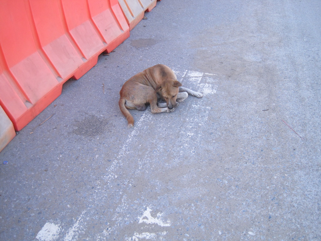 タイの犬 8匹目