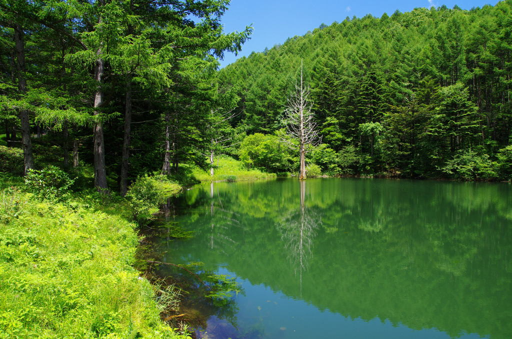 緑色づく夏の湖畔