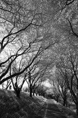 朝陽を浴びて桜サイクリングロード