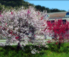 桃の花咲く校庭で