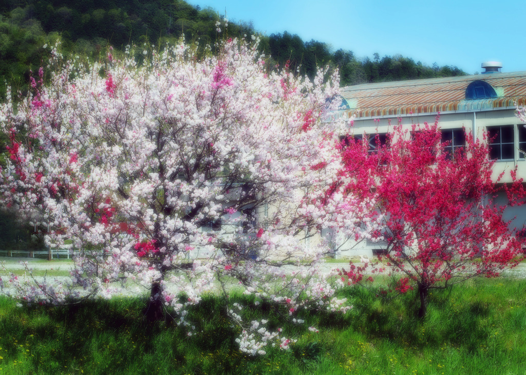 桃の花咲く校庭で