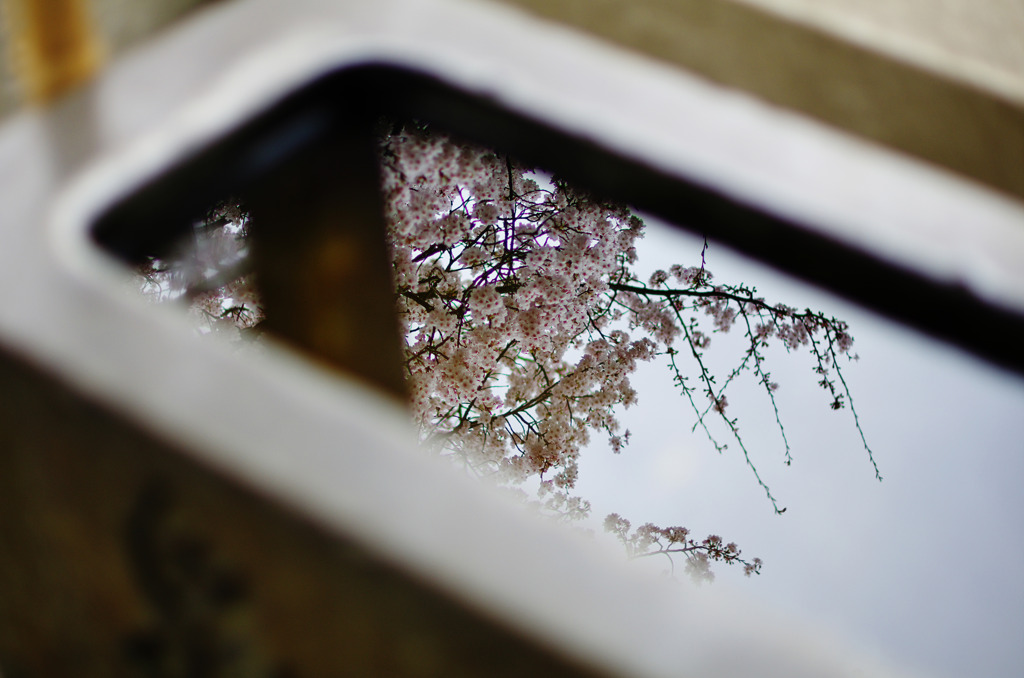 硯花見