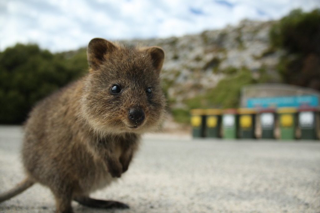 Quokka 