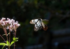 アサギマダラ