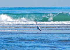 wave